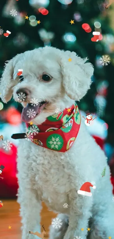 Adorable white dog with festive Christmas scarf and holiday decorations.