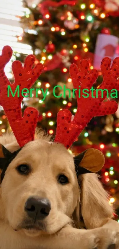 Dog in reindeer antlers with Christmas tree background.