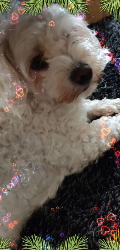 Cute white dog with Christmas border on carpet.