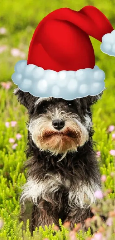 Cute black dog with Santa hat in a green field of flowers.