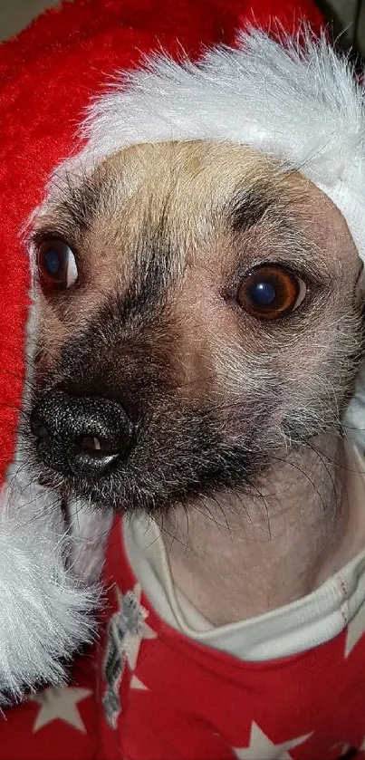 Adorable dog in Santa hat with red outfit.