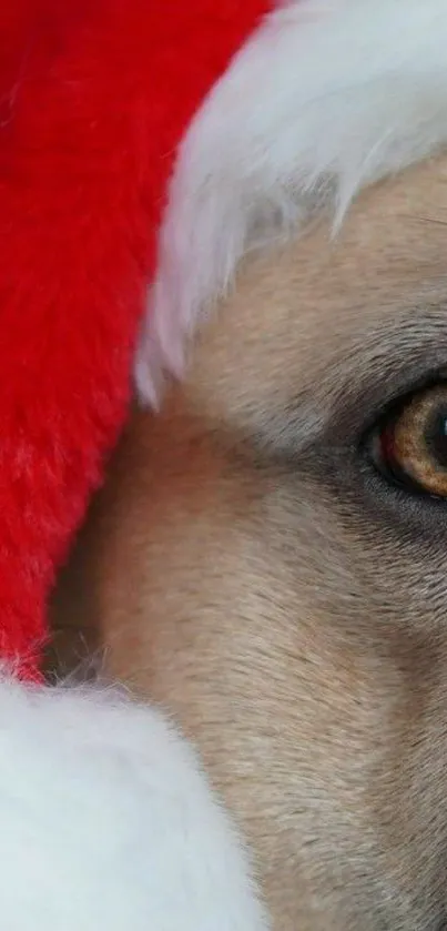 Dog wearing a Santa hat, close-up view