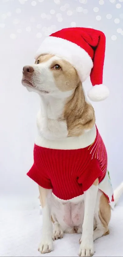 Dog in Santa hat with a red sweater on white background.