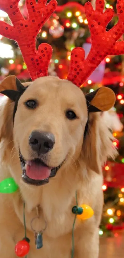 Golden retriever wearing reindeer antlers and Christmas lights.