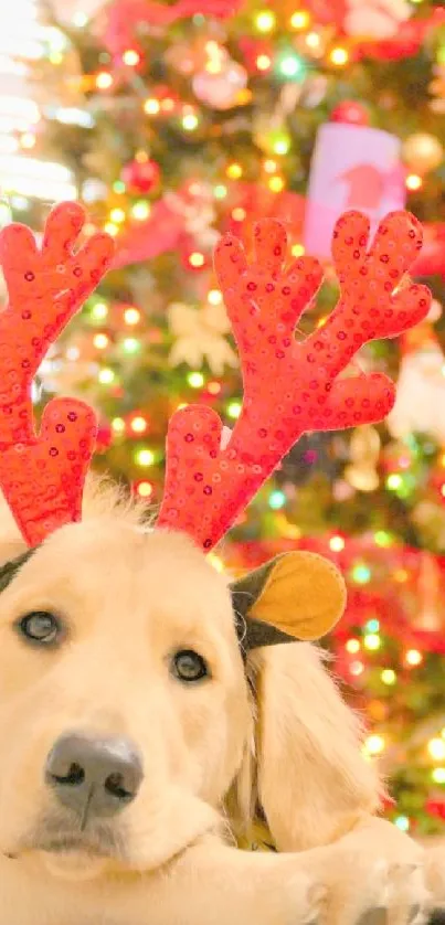 Puppy with red antlers in front of Christmas tree.