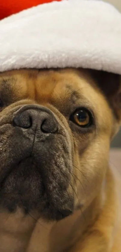 French Bulldog with Santa hat mobile wallpaper.