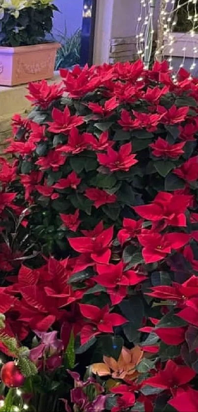 Festive holiday garden with poinsettias and Christmas tree.