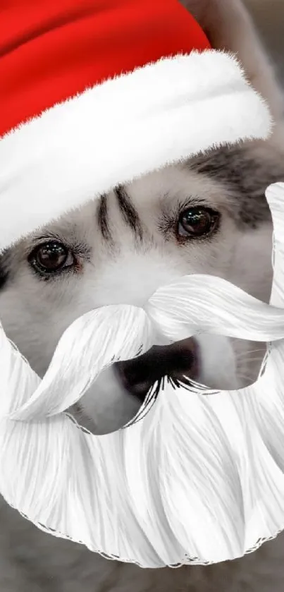 Husky dog in Santa hat with beard.