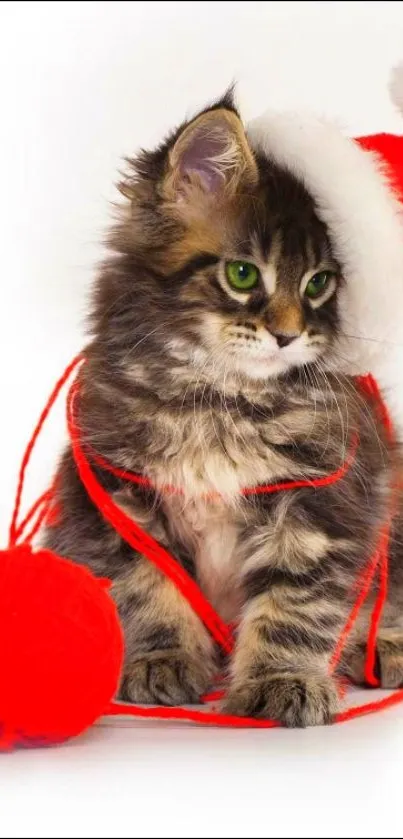 Cute kitten wearing Santa hat with red yarn.