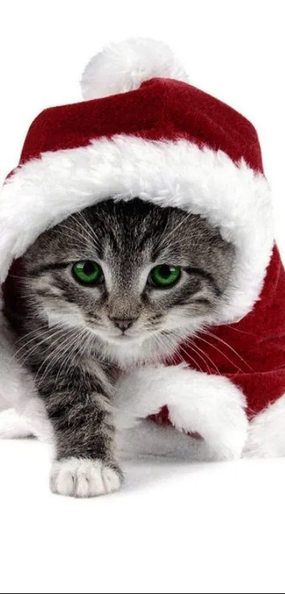 Kitten in red Santa hat mobile wallpaper.