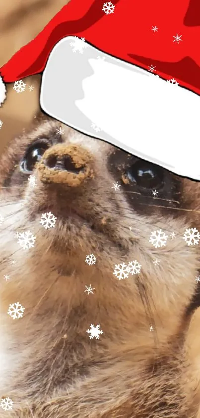 Meerkat in a Santa hat with snowflakes on a festive background.