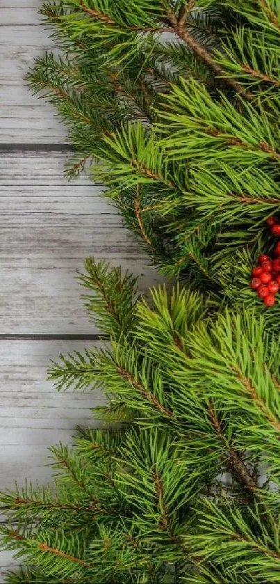 Pine branches with red berries on wooden background.