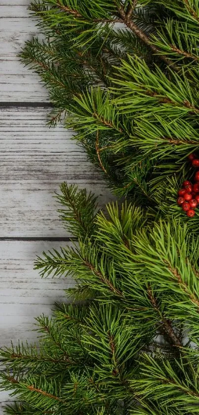 Festive pine branches and red berries on rustic wood background.