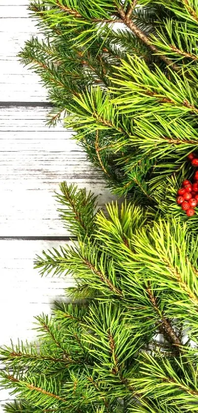 Vibrant pine branches with red berries on rustic wood backdrop.