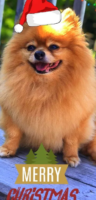 Adorable Pomeranian in Santa hat on a festive Christmas wallpaper.