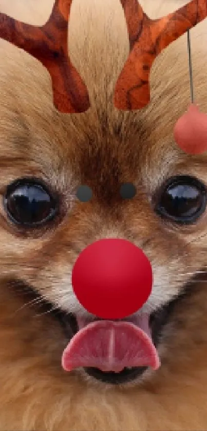 Pomeranian dog in reindeer costume for holiday wallpaper.