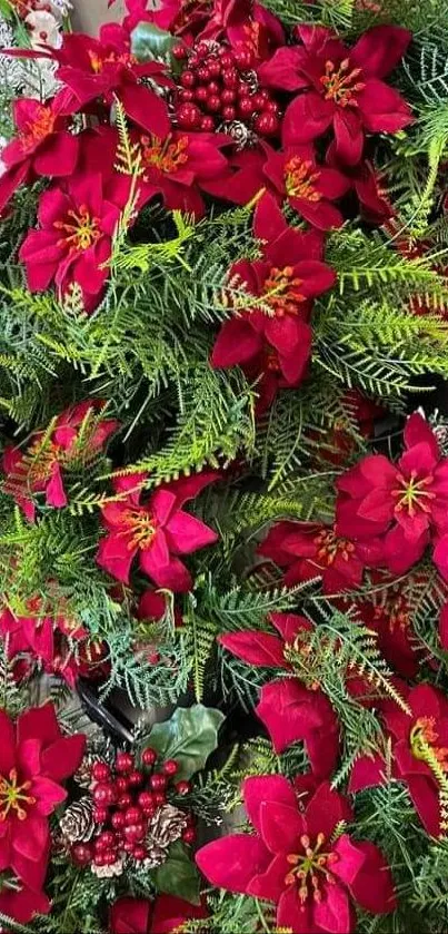 Vibrant red poinsettias with green leaves wallpaper.