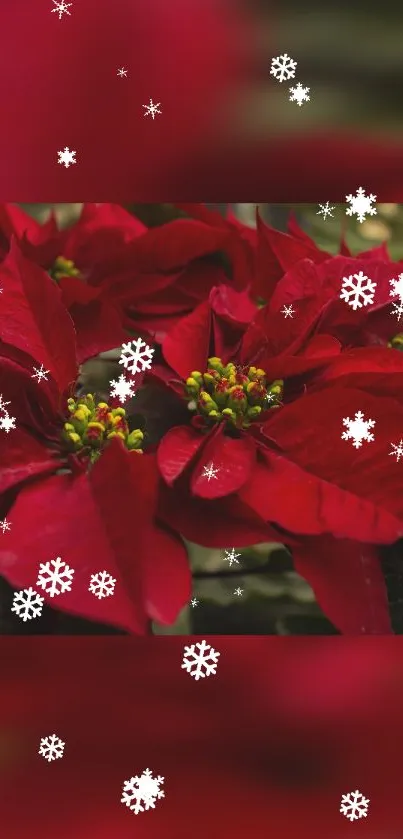 Festive mobile wallpaper with red poinsettias and snowflakes.