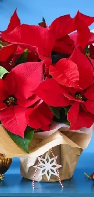 Red festive flower arrangement on blue background.