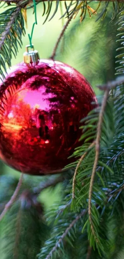 Festive red ornament hanging on a pine tree branch.