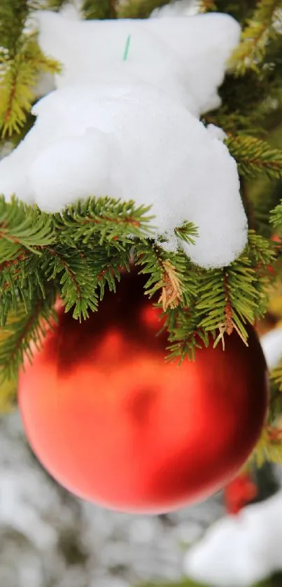 Red ornament hanging in snowy pine branches, perfect for festive decoration.