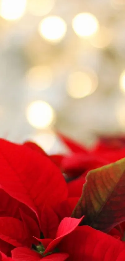 Vibrant red poinsettias with blurred festive lights.