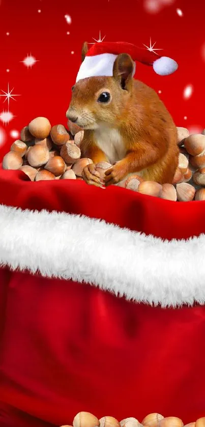 Squirrel in Santa hat with hazelnuts on a red festive background.