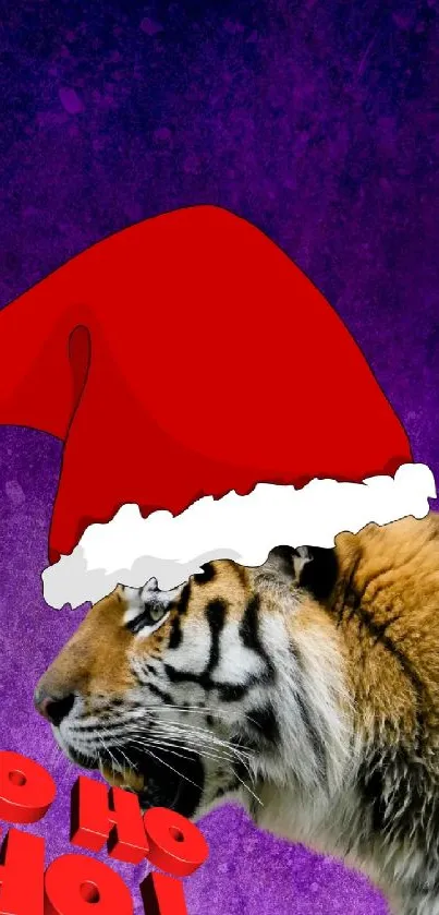 Tiger wearing Santa hat on purple background.