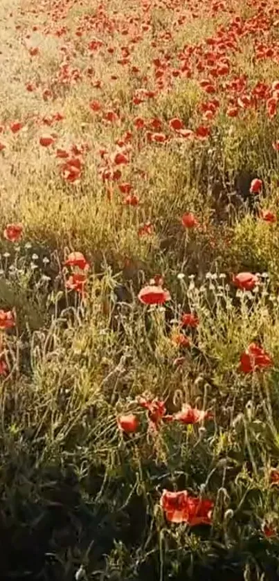 Field of red poppies with sunlight streaming through, perfect for wallpaper.