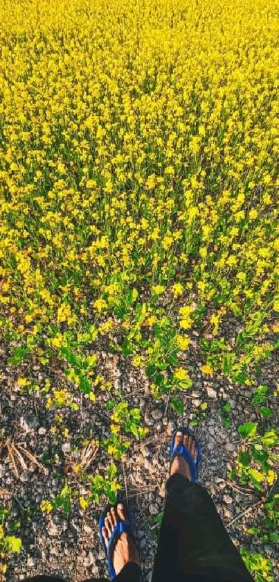 Footstep view in a field of bright yellow flowers under sunlight.