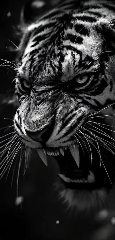 Grayscale image of a fierce tiger snarling.