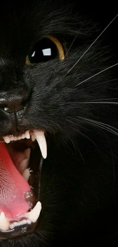 Fierce black cat with open mouth, showcasing sharp fangs.