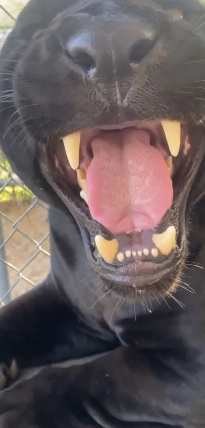 Black panther roaring with open mouth showing teeth.