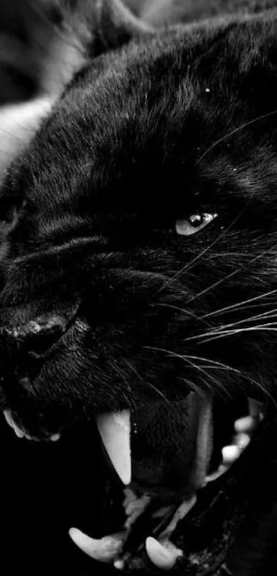 Close-up of a roaring black panther in dark monochrome.