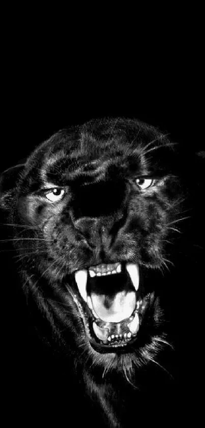 Black and white fierce panther roaring wallpaper.