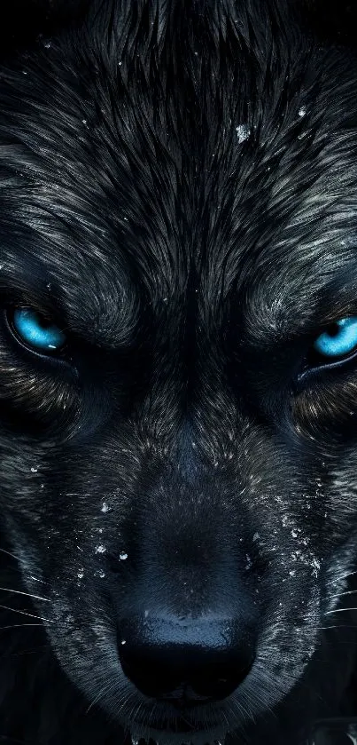 Fierce blue-eyed wolf with dark fur.