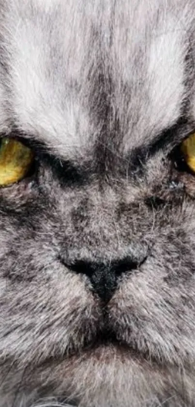 Close-up of a fierce cat with intense yellow eyes in a detailed wallpaper.