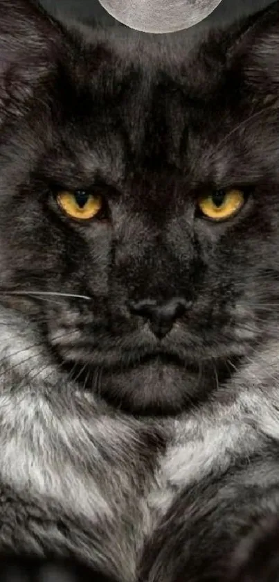 Fierce dark gray cat with yellow eyes under a full moon.