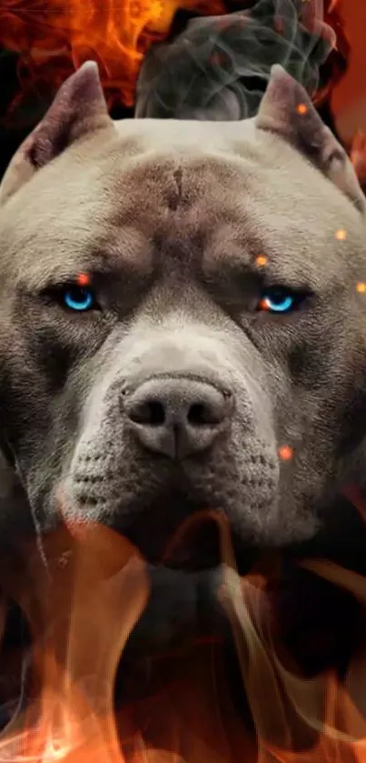 Fierce dog with blue eyes surrounded by flames in vibrant wallpaper design.