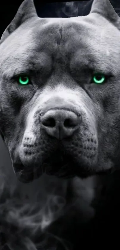 Fierce dog face with glowing green eyes on a dark background.