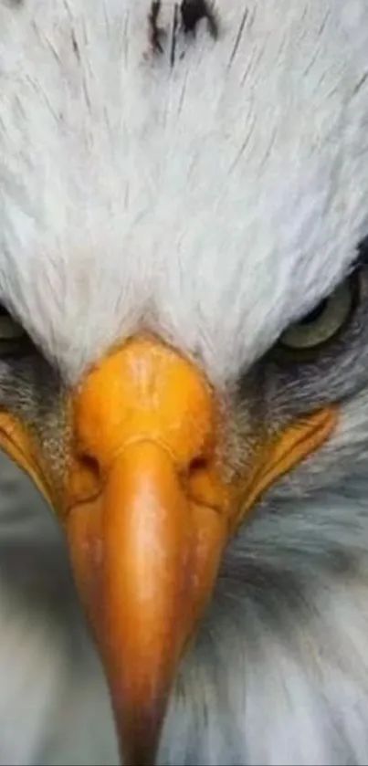 Close-up eagle with fierce gaze and white feathers.