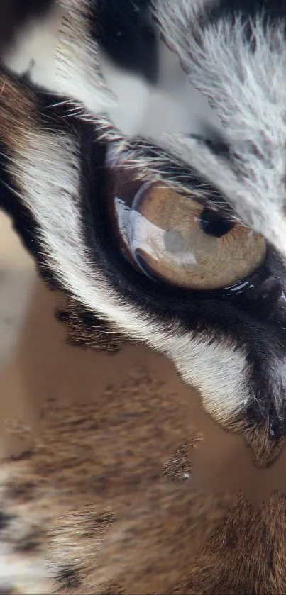 Close-up of a feline eye wallpaper.