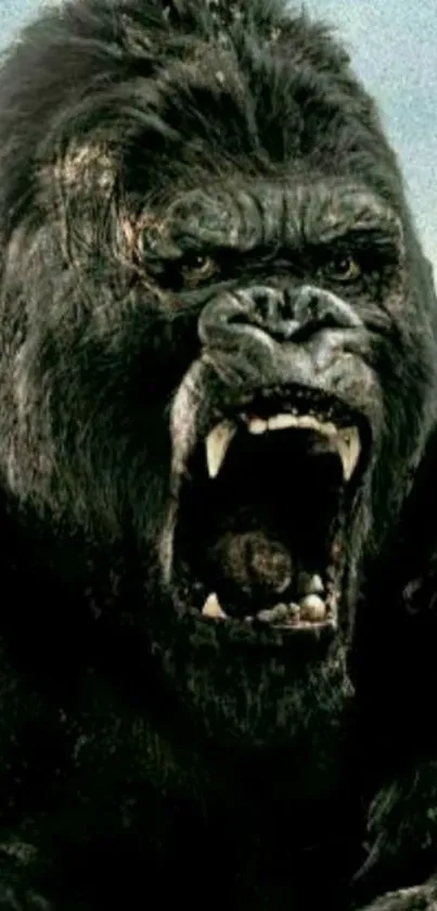 Fierce gorilla roaring in natural setting wallpaper.