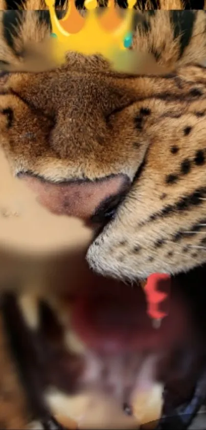 Close-up of a roaring jaguar wearing a digital crown.