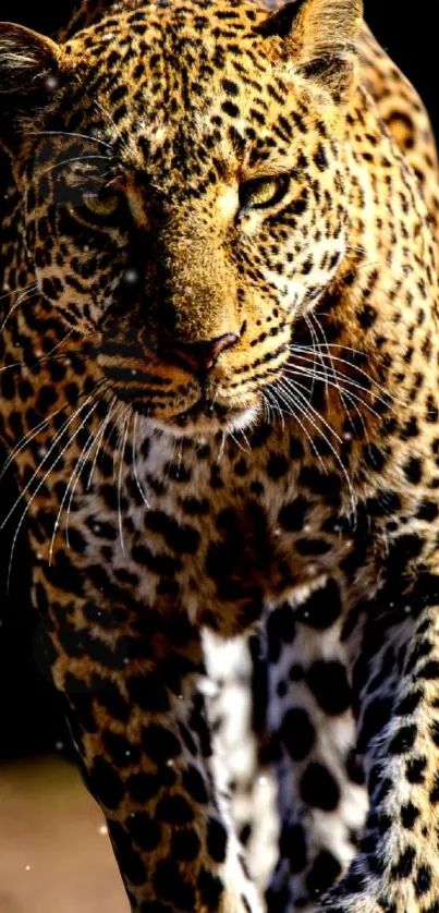 Close-up of a fierce leopard in a natural setting, perfect for mobile wallpaper.