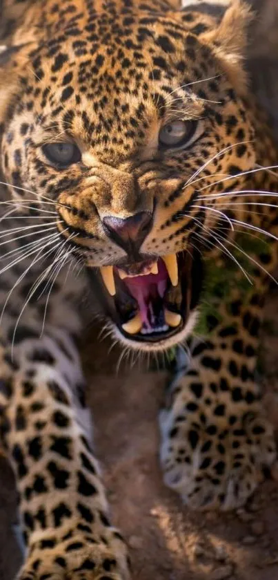 Fierce leopard roaring in the wild.