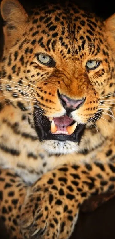 Close-up of fierce leopard showing teeth in dynamic texture.