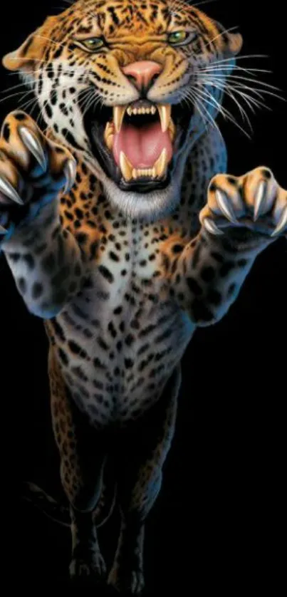 Leopard jumping out on a black background with fierce expression.