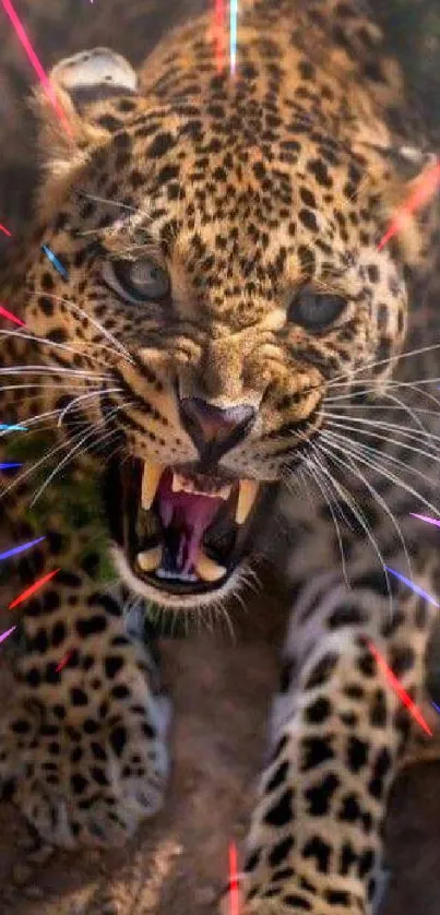 Fierce leopard showing its teeth in the wild.