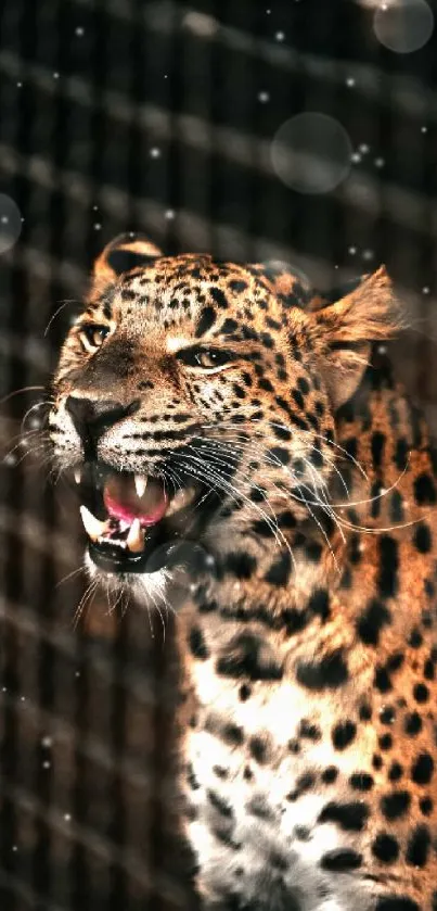 Leopard showing teeth with spotted fur in natural habitat wallpaper.